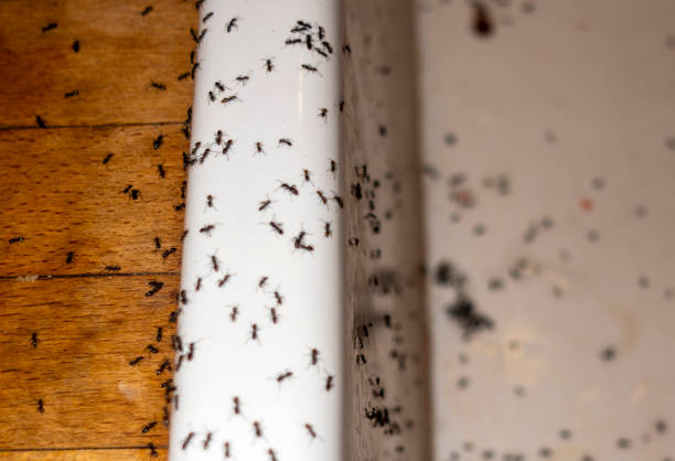 Best Bed Bug Extermination  in Clive, IA