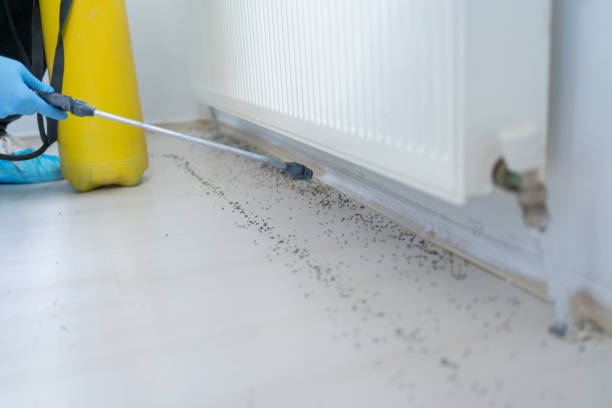 Best Local Pest Control Services  in Clive, IA