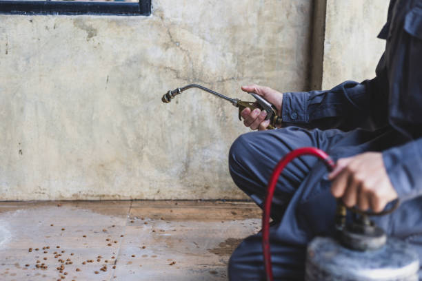 Best Flea Control Services  in Clive, IA